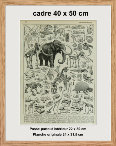 original-cadre-pp Paléontologie jurassique, planche d’Adolphe Millot 1932