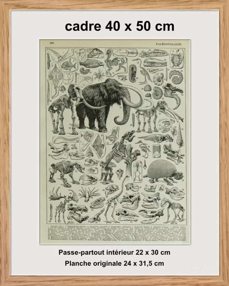 Paléontologie jurassique, planche d’Adolphe Millot 1932