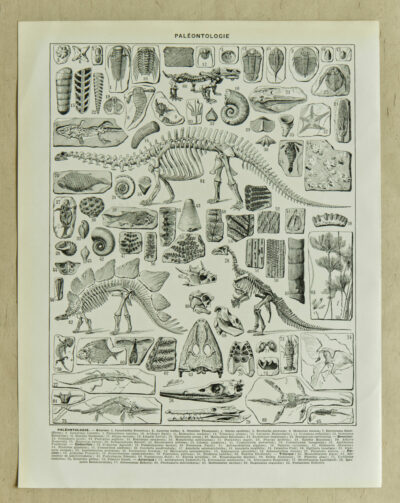 paleontologieA Reptiles et paléontologie, lot de trois planches Adolphe Millot 1932