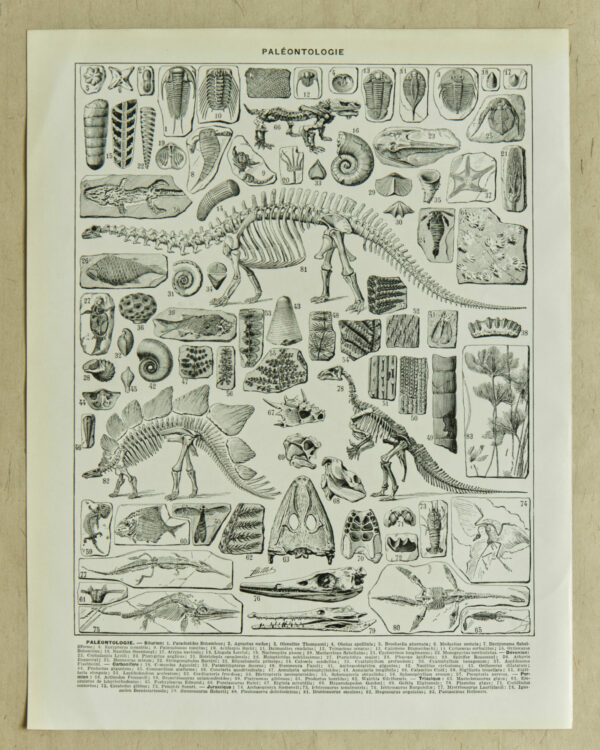 Paléontologie, planche d’Adolphe Millot 1932