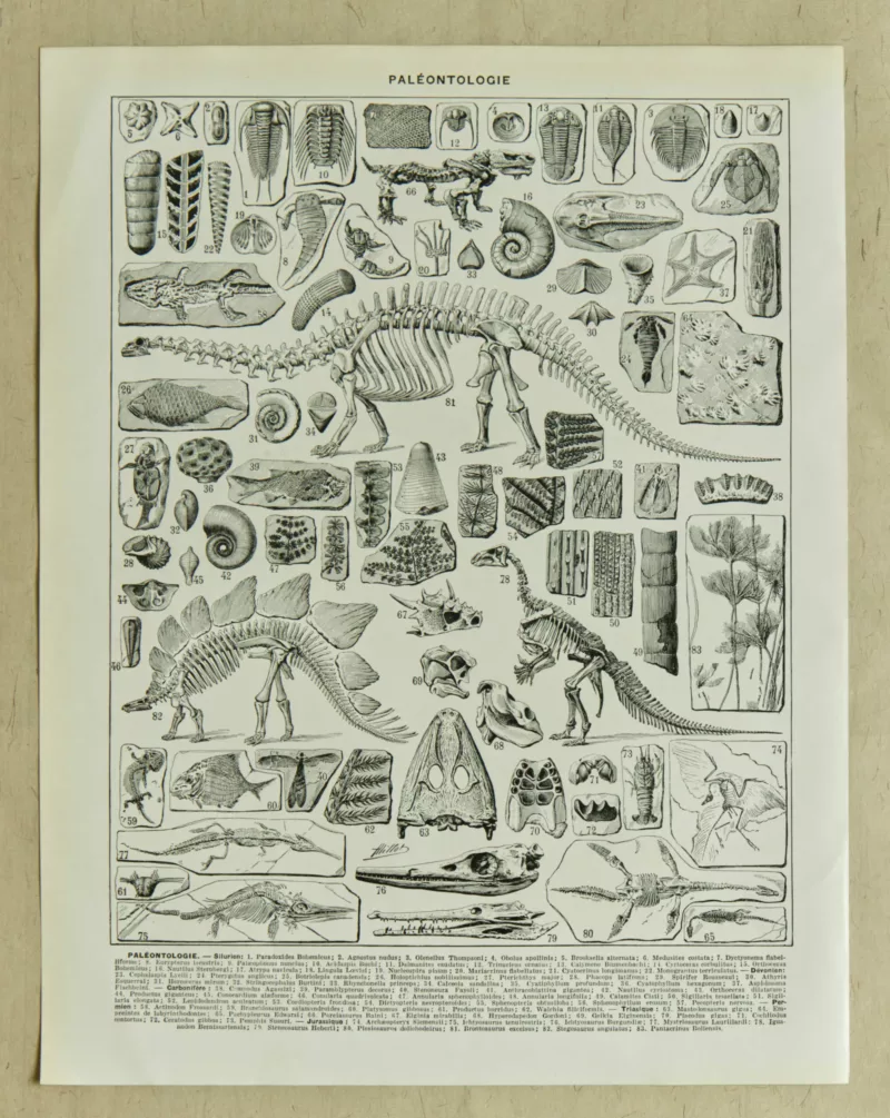 Paléontologie, planche d’Adolphe Millot 1932