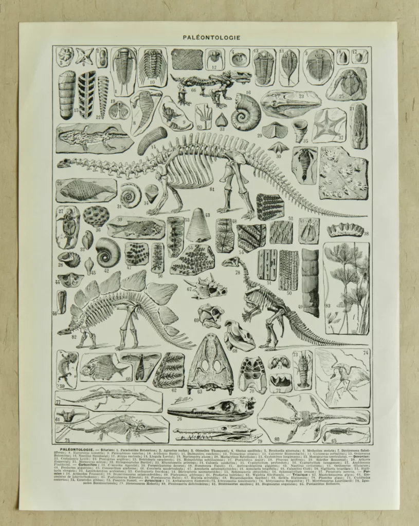 Paléontologie, planche d’Adolphe Millot 1932
