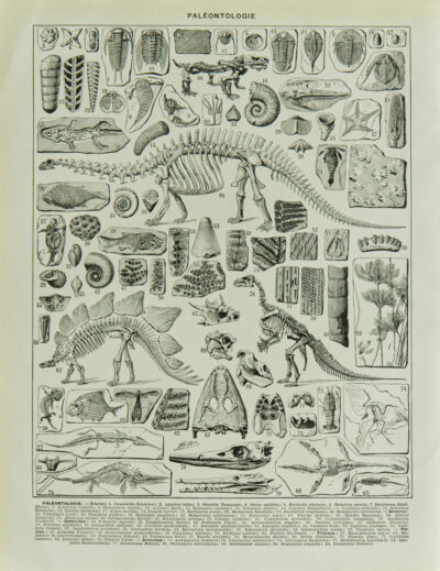 paleontologieA Reptiles et paléontologie, lot de trois planches Adolphe Millot 1932