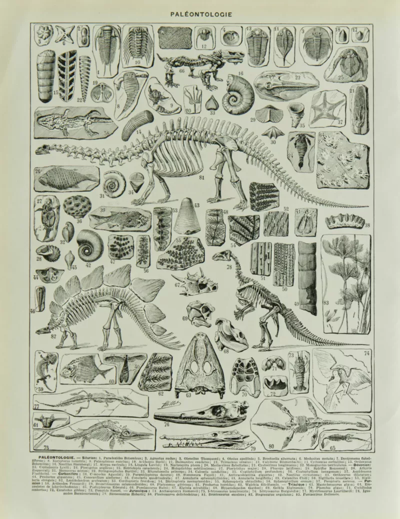 Reptiles et paléontologie, lot de trois planches Adolphe Millot 1932