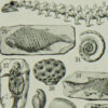 paleontologieA Reptiles et paléontologie, lot de trois planches Adolphe Millot 1932