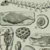 Reptiles et paléontologie, lot de trois planches Adolphe Millot 1932