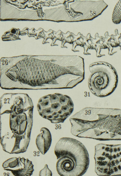 paleontologieA Reptiles et paléontologie, lot de trois planches Adolphe Millot 1932