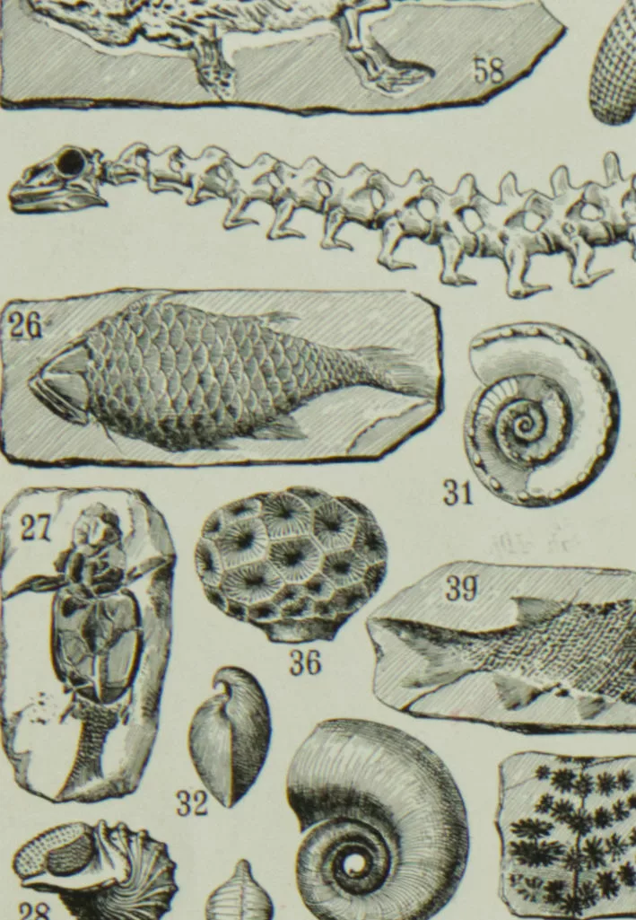 Reptiles et paléontologie, lot de trois planches Adolphe Millot 1932