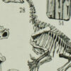 paleontologieA Reptiles et paléontologie, lot de trois planches Adolphe Millot 1932
