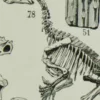 Reptiles et paléontologie, lot de trois planches Adolphe Millot 1932