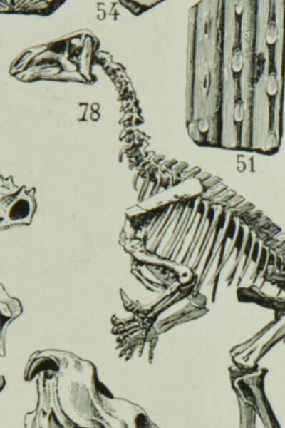 paleontologieA Reptiles et paléontologie, lot de trois planches Adolphe Millot 1932