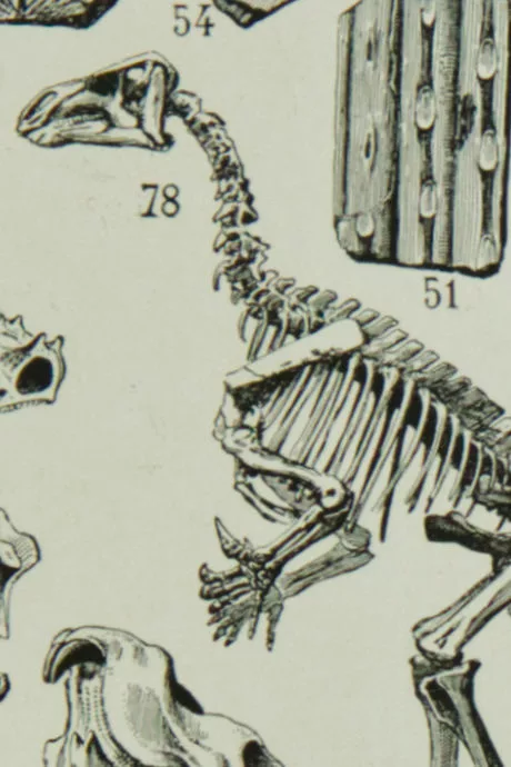 Reptiles et paléontologie, lot de trois planches Adolphe Millot 1932