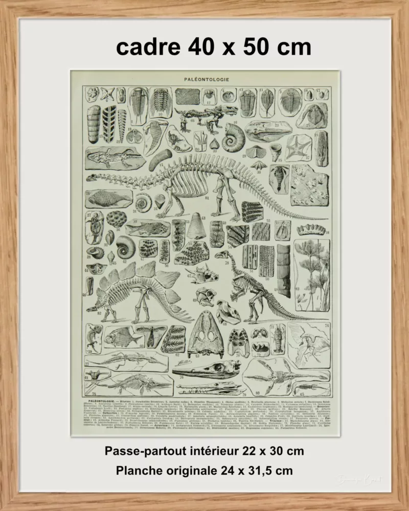 Reptiles et paléontologie, lot de trois planches Adolphe Millot 1932