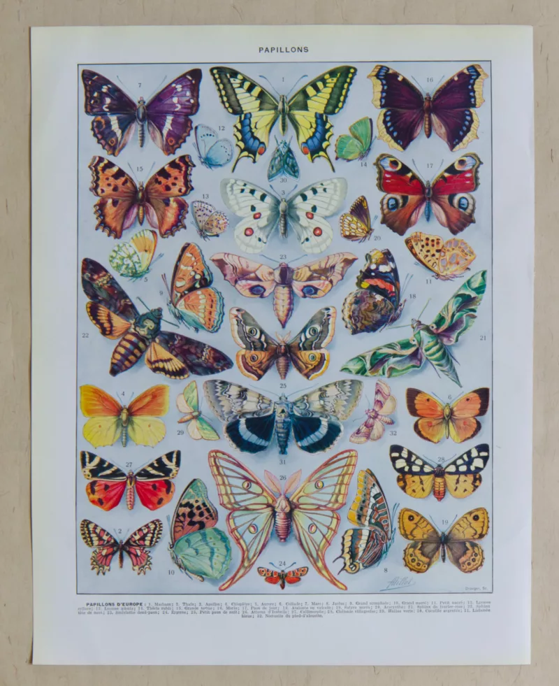 Papillons d’Europe, planche d’Adolphe Millot 1932