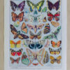 Papillons, lot de deux planches d’Adolphe Millot 1932