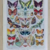 papillons-europe Papillons, lot de deux planches d’Adolphe Millot 1932