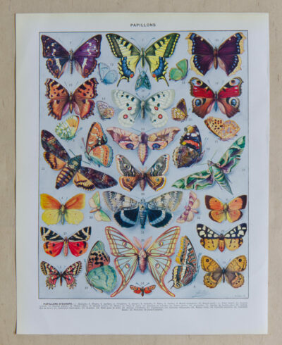 Papillons, lot de deux planches d’Adolphe Millot 1932