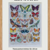 Papillons d’Europe, planche d’Adolphe Millot 1932