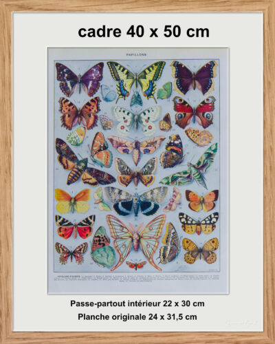 Papillons d’Europe, planche d’Adolphe Millot 1932