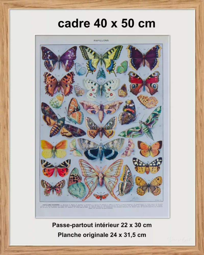 Papillons d’Europe, planche d’Adolphe Millot 1932