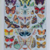 Papillons d’Europe, planche d’Adolphe Millot 1932
