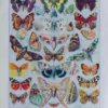 Papillons d’Europe, planche d’Adolphe Millot 1932
