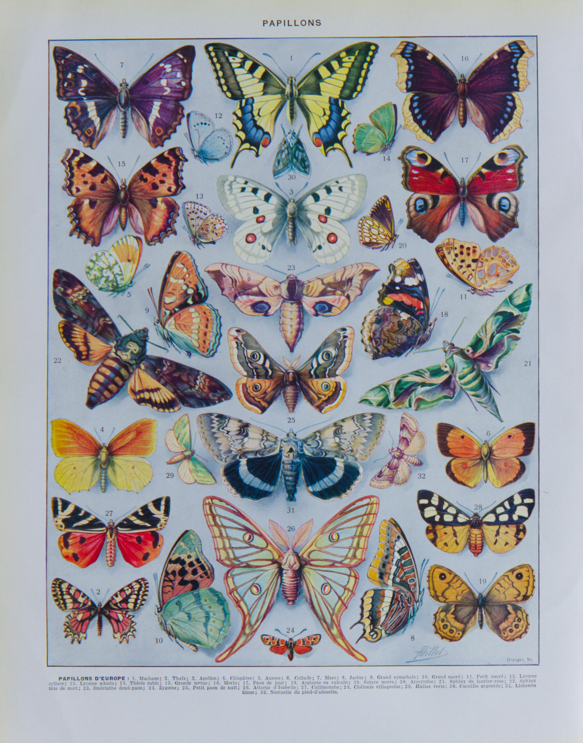 Planche ancienne de papillons d'Europe