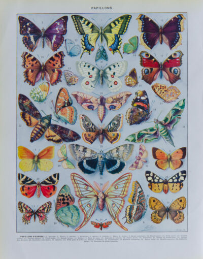 Papillons, lot de deux planches d’Adolphe Millot 1932