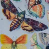papillons-europe Papillons, lot de deux planches d’Adolphe Millot 1932
