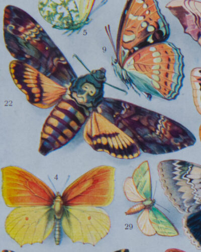 Papillons, lot de deux planches d’Adolphe Millot 1932