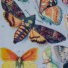 Papillons d’Europe, planche d’Adolphe Millot 1932