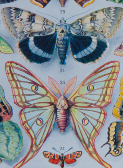 Papillons d’Europe, planche d’Adolphe Millot 1932