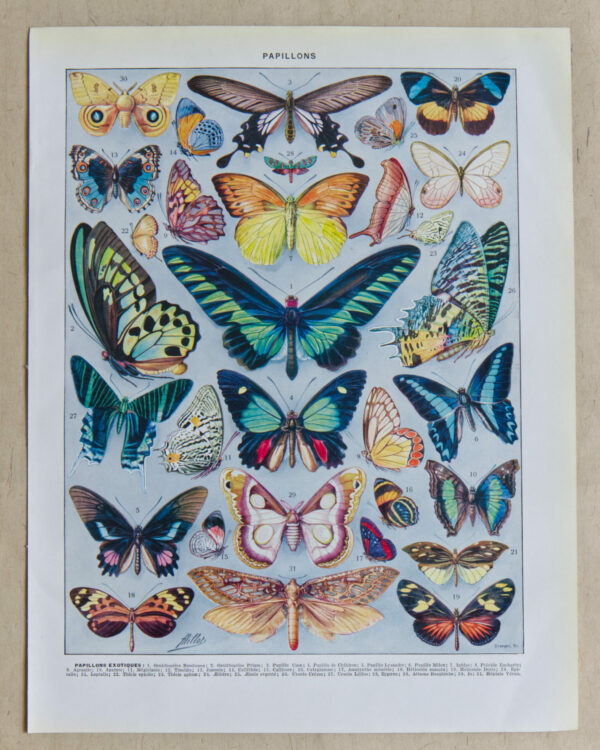 papillons-exotiques Papillons exotiques, planche d’Adolphe Millot 1932