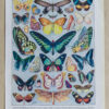 Papillons, lot de deux planches d’Adolphe Millot 1932