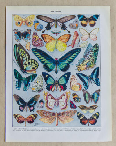 Papillons, lot de deux planches d’Adolphe Millot 1932