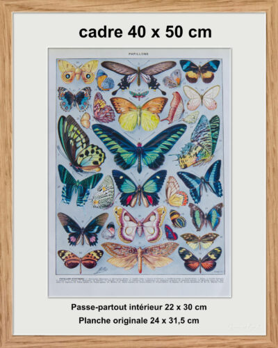 Papillons, lot de deux planches d’Adolphe Millot 1932