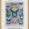 Papillons exotiques, planche d’Adolphe Millot 1932