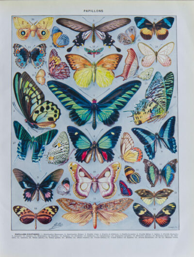 Papillons exotiques, planche d’Adolphe Millot 1932