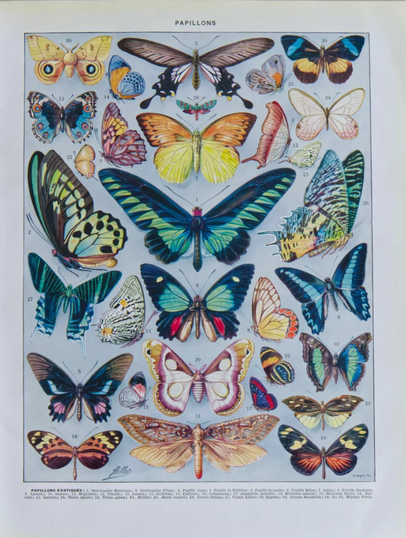 papillons-exotiques Papillons exotiques, planche d’Adolphe Millot 1932