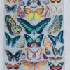 Papillons, lot de deux planches d’Adolphe Millot 1932