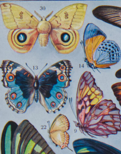 Papillons, lot de deux planches d’Adolphe Millot 1932