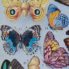Papillons exotiques, planche d’Adolphe Millot 1932