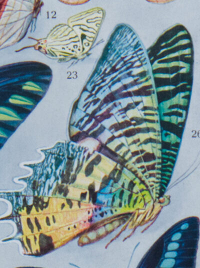 Papillons exotiques, planche d’Adolphe Millot 1932