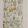 118A5924 Plantes dangereuses et arum, planche médicale 1924