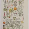 Plantes dangereuses et arum, planche médicale 1924