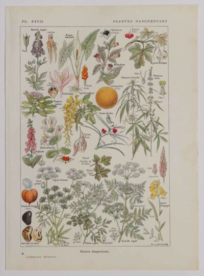118A5924 Plantes dangereuses et arum, planche médicale 1924