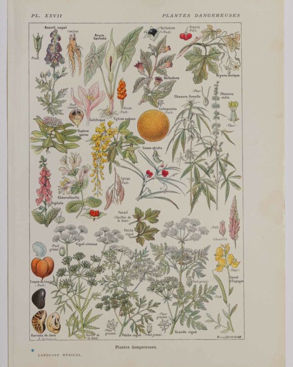 Plantes dangereuses et arum, planche médicale 1924