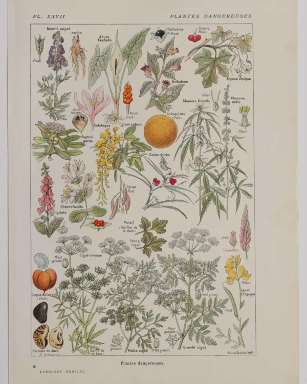 Plantes dangereuses et arum, planche médicale 1924