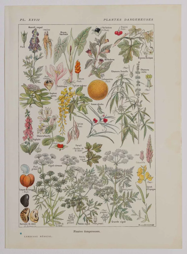 Plantes dangereuses et arum, planche médicale 1924