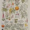 118A5924 Plantes dangereuses et arum, planche médicale 1924